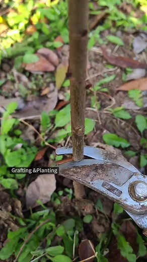 7.1K views · 147 reactions | Grafting Plum and cherry trees #fyp #foryou #grafting #graftingtechniques #graftingplant | Grafting&Planting | Facebook