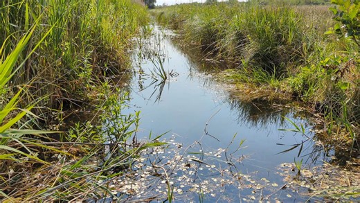 2.3K views · 44 reactions | It’s Insect Week! So we’re shining a spotlight on some of the incredible insects that call #RSPBStrumpshawFen home and where to see them. This time of year is a fantastic time to see dragonflies. Norfolk Hawker are a star species to spot ⭐️. Our toe dangling platform on the pumphouse track is the perfect place to spot these and other dragonfly species patrolling and hunting along the dykes. | RSPB Strumpshaw Fen | Facebook