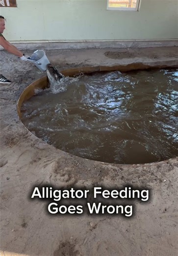 Alligator Feeding Goes Wrong | alligator