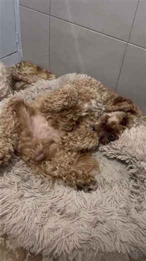 Bed time for Teddy #cavapoo #sleep #shorts