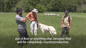 2K views · 54 reactions | Wolves, dogs and hikers learn to live together in France. Since wolves returned to the Luberon massif in southern France around 10 years ago, many farmers adopted Pyrenean mountain dogs. To ensure the safety of hikers, volunteers step in and guide them through the routes and the pastures. | AFP News Agency | Facebook