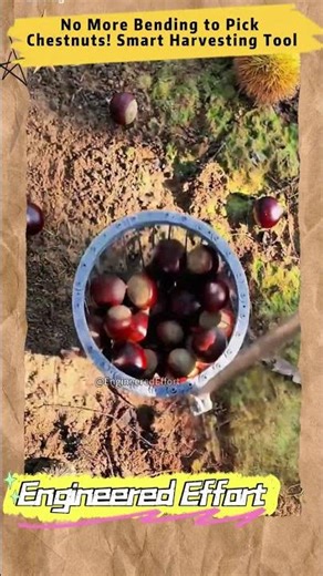No More Bending to Pick Chestnuts! Smart Harvesting Tool #EngineeredEffort