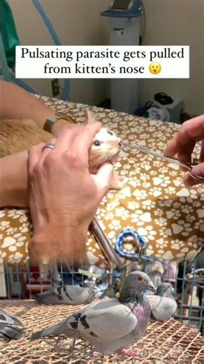 Gentle Removal of a Botfly From a Cat | Vet Care Awareness #CatCareEducation #AnimalCareTips