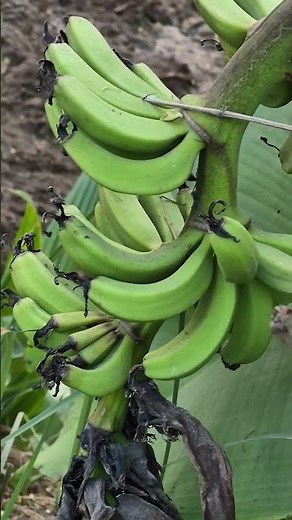 Musa paradisiaca, #musaparadisiaca #banana #plantain #medicineplant #ayurvedicplants #gardening,