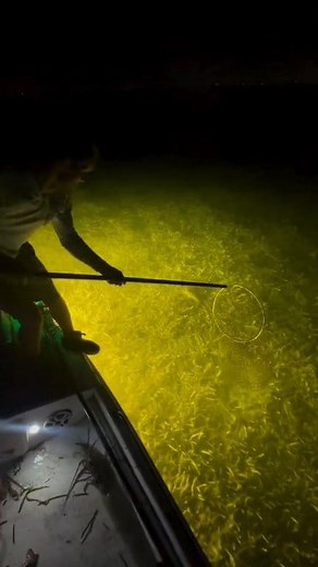 Come commercial bully netting with me🤙💸 #ocean #florida #commercialfishing #fyp #viral #usa #california #reels #fish | Conner Eilers