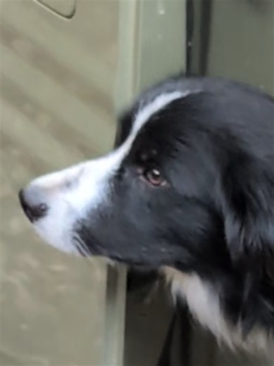 わんにゃんキャンプ：犬と猫と行く初心者向けキャンプガイド