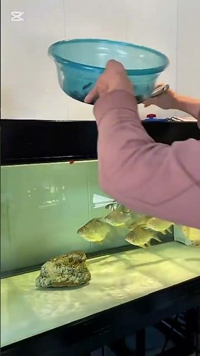 Two types of fish feeding in the aquarium. How to eat it? Watch the short.
