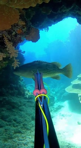 Mastering Spearfishing Techniques for Beginners
