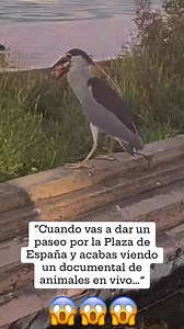 “Cuando vas a dar un paseo por la Plaza de España y acabas viendo un documental de animales en vivo…”. #sevilla | Sevilla_turismoo