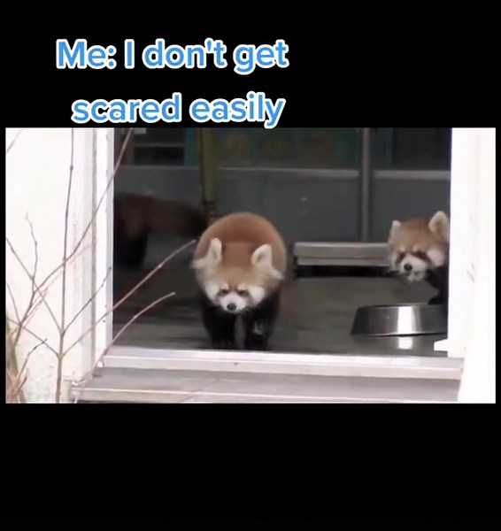 Adorable Red Panda Singing Chiquitita by ABBA