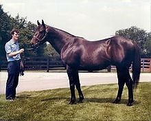 Seattle Slew - Alchetron, The Free Social Encyclopedia