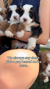 Did you know: Many puppies are born with pink noses because their melanocytes, the cells that produce pigment, are still developing. As the puppies grow, these cells begin producing more melanin, causing the nose to gradually darken and turn black. This process is completely normal and can take several weeks to fully complete • • • #puppies #pinknosepuppy #puppynose #puppyfacts #dogfacts #caninegenetics #peteducation #puppydevelopment #newbornpuppies #cutepuppies #puppylove #dogscience #dogbreed
