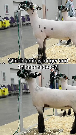 Mastering Livestock Judging: Tips, Training, and Techniques