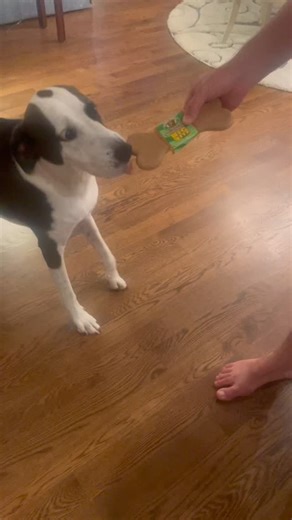 Happy dogs look like this!!! | Nature's Animals