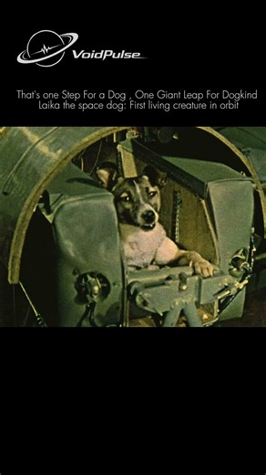 Laika: The TRAGIC Space Dog Who Never #space #shorts