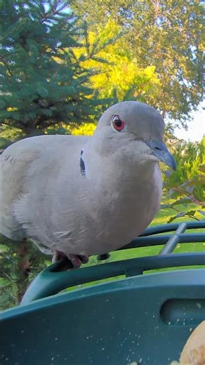 Close Up of a Eurasian Collared Dove’s Amazing Eyes