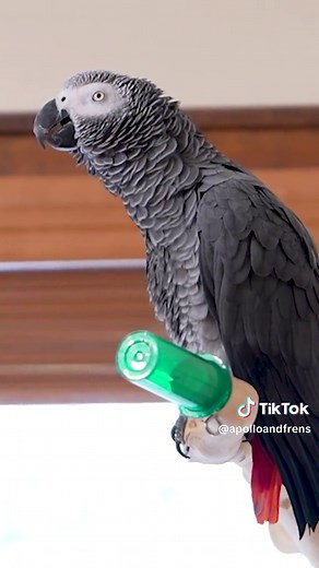 Apollo the Talking Parrot: A Smart African Grey Parrot