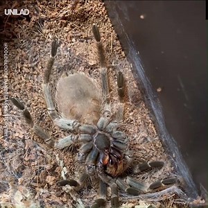 Watching these Tarantulas shedding their skin is as interesting as it is terrifying 😱🕷 | UNILAD