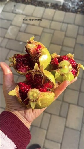 Why did my pomegranates split open on the tree? #shorts #gardening #pomegranate #nature