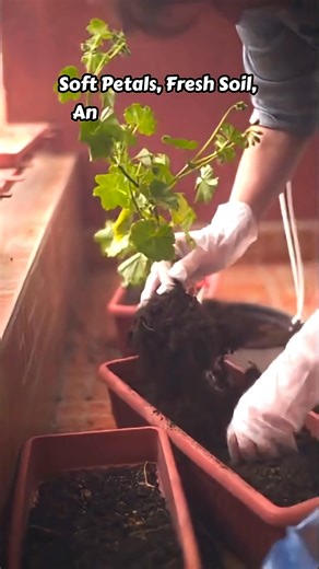 34 reactions | Terrace Gardening  Planting Geraniums the Easy Way | Balcony Garden Web-Youtube | Facebook