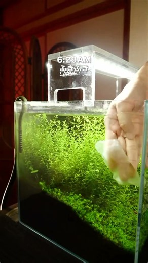 ニューラージパールグラスの復活 #アクアリウム #vlog #水草水槽