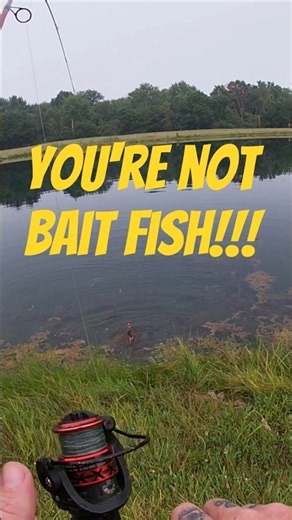 THE REAL POND MONSTER!!!