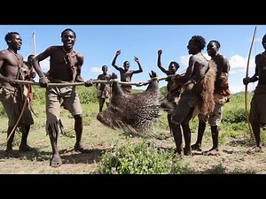 Exploring Hadzabe Tribe: Big Porcupine Hunting - Chase & Party in Wilderness | Hadzabe Tribe Hunting
