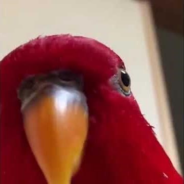 Red Bird Laughing Meme [HIGHER QUALITY]