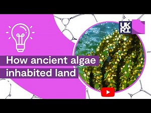 #Plant Life on Earth | How ancient #algae inhabited land