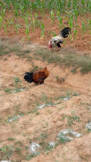 Wait for end 🤪#shorts #comedy #realfools #funny #trending Murga Ki Ladai