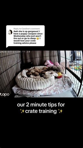 Effective Tips for Crate Training Your Puppy