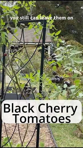 Black Cherry Tomatoes in November?! 🤯 My Last & Sweetest Fall Harvest!
