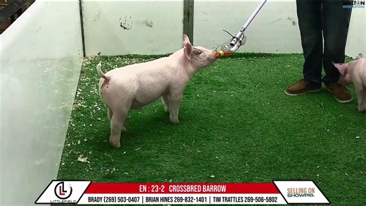 Littlefield Livestock March 1, 2026 Online Pig Sale Preview | Walton Webcasting