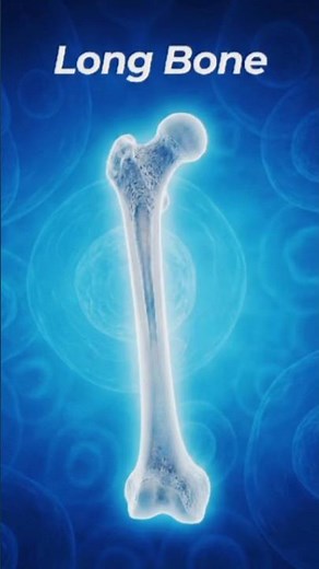 Long Bone Explained and name | Classification of Bones (Shape-based)