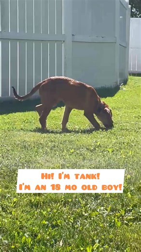 3.4K views · 47 reactions | Tank and Mini are two 18-week-old American fox hound/ Lab mix pups who are ready to find their new #furreverhomes! These pups are hoping that the special humans meant for them see this, fill out our adoption enrollment and then schedule to meet them SOON! Might one of those special humans be YOU??? #rescuedogs #rescuepup #vtrescue #vtpuppies #fcarsavesvt #stalbansvt | Franklin County Animal Rescue | Facebook