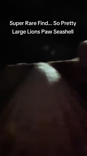 Discovering the Beauty of Rare Seashells