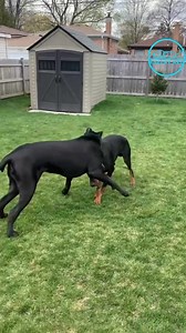 Comparaison entre doberman et cane corso #chien #chiot #fblifestyle | Cheeny Chien