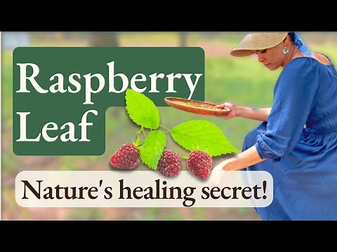 Raspberry Leaf! How to Identify, Forage & Use for Better Health