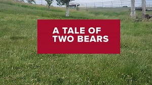 A Tale of Two Bears