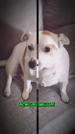 Hello from the #dogsquad | #doggo #dogshorts #cutedogs #shorts #fyp