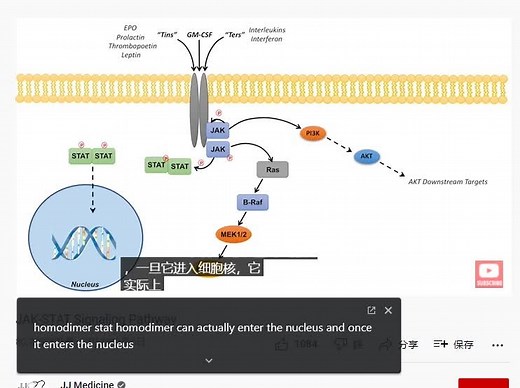 JAK-STAT信号通路入门介绍