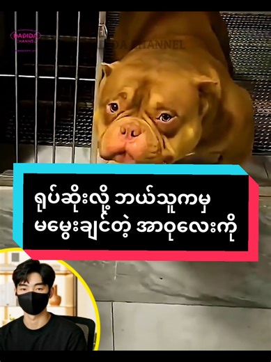 #dadidachannel #dog #doglover