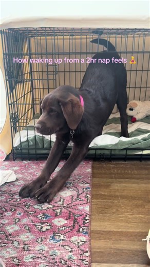 How Waking Up From a Nap Feels With a Labrador
