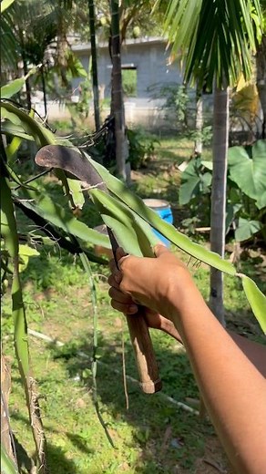 Easy Dragon Fruit plant cutting| mature cuttings directly from our big dragon fruit plant