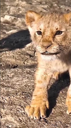 3 Los sonidos más tiernos de los bebés más feroces del mundo