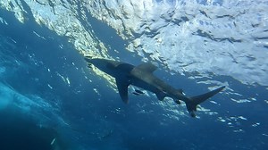 #goldendolphiniv at Daedalus Reef..... What a majestic beauty!🦈🦈😎👌 Many thanks to Talaat Makram for the stunning video! #egypt #redseaegypt #egyptredsea #redsea #redsealiveaboard #goldendolphinsafariworld #goldendolphin #goldendolphiniv #goldendolphin4 #safaritrip #safariboat #liveaboard #deepblue #southernredsea #daedalus #oceanicwhitetip #longimanus #divingisfun | Golden Dolphin Safari World