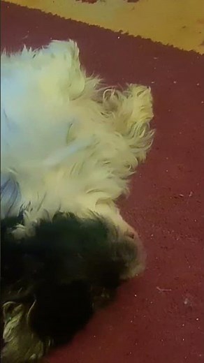 Ultimate Shih Tzu Chill Out Compilation