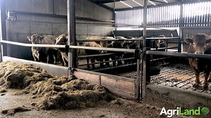 'Over the next while, we will be housing the rest of the stock for the winter. The bullocks and steers we plan to finish will be housed very shortly and put on a finishing diet, with the aim of having them ready to go by 24-25 months-of-age' To hear what Gerard had to say about what's happening on the cattle end of the farm in Gurteen, check out the video (below) or this article: https://www.agriland.ie/farming-news/video-weaning-calves-calving-cows-and-finishing-cattle-in-gurteen/ | Agriland.ie