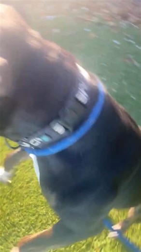 1.8K views · 47 reactions | BARCS Animal Shelter on Reels | Facebook