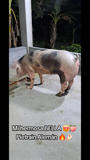 Exploring Pietrain Pigs: German Breed Overview